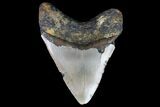 Bargain, Megalodon Tooth - North Carolina #76297-2